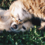 Via libera dagli europarlamentari alle prime norme per proteggere cani e gatti