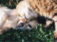 Via libera dagli europarlamentari alle prime norme per proteggere cani e gatti