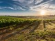 Superano i venti miliardi le esportazioni agroalimentari dell’Unione europea