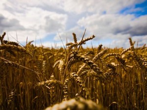Arrivano misure europee di sostegno per gli agricoltori colpiti dalla crisi dei fertilizzanti Arrivano misure europee di sostegno per gli agricoltori colpiti dalla crisi dei fertilizzanti