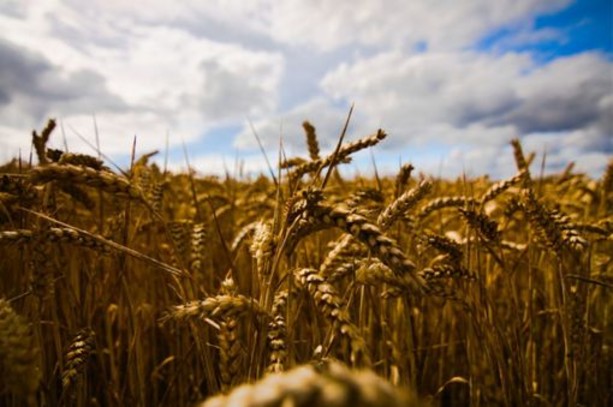 Arrivano misure europee di sostegno per gli agricoltori colpiti dalla crisi dei fertilizzanti
