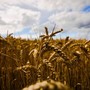 Arrivano misure europee di sostegno per gli agricoltori colpiti dalla crisi dei fertilizzanti Arrivano misure europee di sostegno per gli agricoltori colpiti dalla crisi dei fertilizzanti