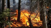 Emergenza roghi in Algeria, 193 incendi devastano il nord del Paese, in campo aerei ed elicotteri