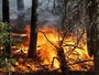 Emergenza roghi in Algeria, 193 incendi devastano il nord del Paese, in campo aerei ed elicotteri Emergenza roghi in Algeria, 193 incendi devastano il nord del Paese, in campo aerei ed elicotteri