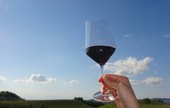 La Commissione europea propone misure mirate a sostenere il settore vitivinicolo