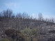 Continua a bruciare l'albenganese: oltre 400 ettari di verde distrutti, ancora diversi focolai attivi (FOTO e VIDEO) Continua a bruciare l'albenganese: oltre 400 ettari di verde distrutti, ancora diversi focolai attivi (FOTO e VIDEO)