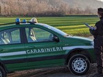 Cavallo denutrito, con gravi ferite non curate e poi deceduto: denunciata la proprietaria di un'area agricola a Castelveccana