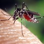 Caso di West Nile a Cogoleto, nei comuni del levante savonese per ora nessun intervento preventivo: &quot;Se avremo comunicazioni ci attiveremo con le disinfestazioni&quot;