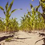 Maggio più caldo di sempre: riserve evaporate in 10 giorni e un'altra estate a rischio siccità [VIDEO]