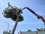 Via Padre Semeria, la Soprintendenza frena il progetto sui pini: preavviso di diniego ai nuovi interventi