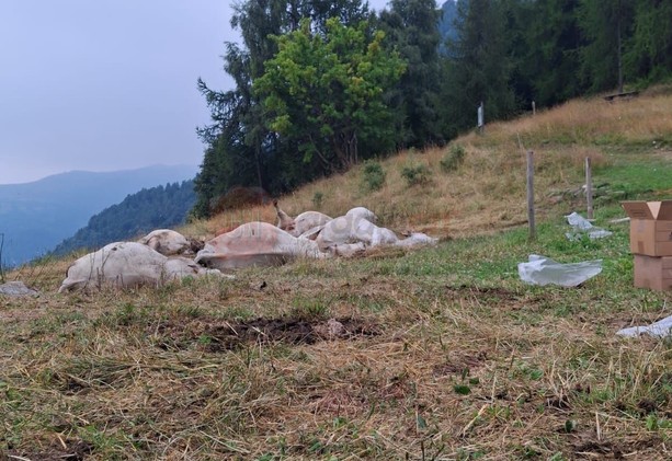 Un'intossicazione acuta la causa più probabile della strage di bovini a Oncino