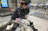 Malpensa, sequestrati 11.400 farmaci illegali e 15 litri di insetticida letale per l'uomo Malpensa, sequestrati 11.400 farmaci illegali e 15 litri di insetticida letale per l'uomo