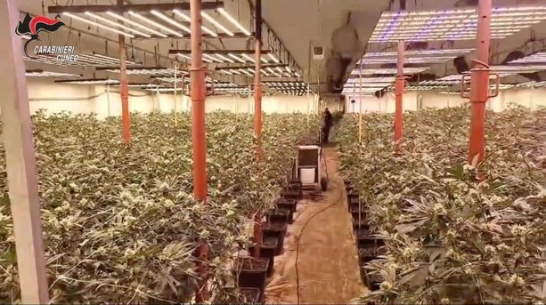 Maxi operazione antidroga a Bra: sequestrata marijuana per 1,5 milioni di euro [VIDEO]
