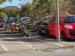 Vento forte a Cuneo: albero si schianta su un'auto parcheggiata