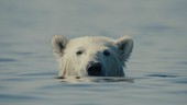 CinemAmbiente in Valchiusella, Castelli Aperti nel Torinese: cosa fare fino a domenica 2 agosto