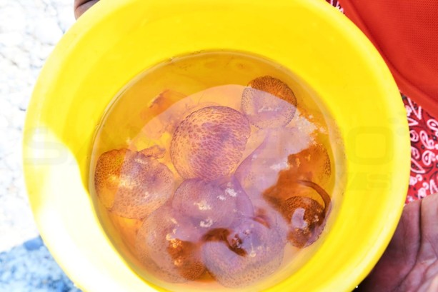 Sanremo: molte meduse in acqua sul litorale di Bussana, non sono pericolose ma possono provocare bruciori (Foto) Sanremo: molte meduse in acqua sul litorale di Bussana, non sono pericolose ma possono provocare bruciori (Foto)