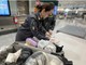 Malpensa, sequestrati 11.400 farmaci illegali e 15 litri di insetticida letale per l'uomo
