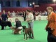 1363 cani alla mostra canina di Monaco: le immagini della giornata 1363 cani alla mostra canina di Monaco: le immagini della giornata