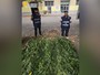 Castagnole Monferrato: aveva trasformato il giardino di casa in una piantagione di marijuana