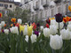 Torino si colora grazie a &quot;Messer Tulipano&quot; del Castello di Pralormo: piantati 1.000 fiori alla riapertura del giardino di Palazzo Cisterna