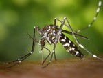 Dengue autoctona a Sanremo, scatta la disinfestazione straordinaria: coinvolti i luoghi frequentati da un turista Dengue autoctona a Sanremo, scatta la disinfestazione straordinaria: coinvolti i luoghi frequentati da un turista