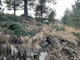 Taggia: aveva 700 fronde per gli alberi Natale senza autorizzazione, multata un'azienda di Taggia Taggia: aveva 700 fronde per gli alberi Natale senza autorizzazione, multata un'azienda di Taggia