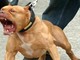 Aggredito da un pitbull mentre si allena per la maratona di Torino: grave un cuneese di 36 anni Aggredito da un pitbull mentre si allena per la maratona di Torino: grave un cuneese di 36 anni