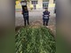 Castagnole Monferrato: aveva trasformato il giardino di casa in una piantagione di marijuana