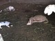 Ennesimo attacco di lupi: sbranati un agnello e una pecora all'interno di un'azienda villanovese
