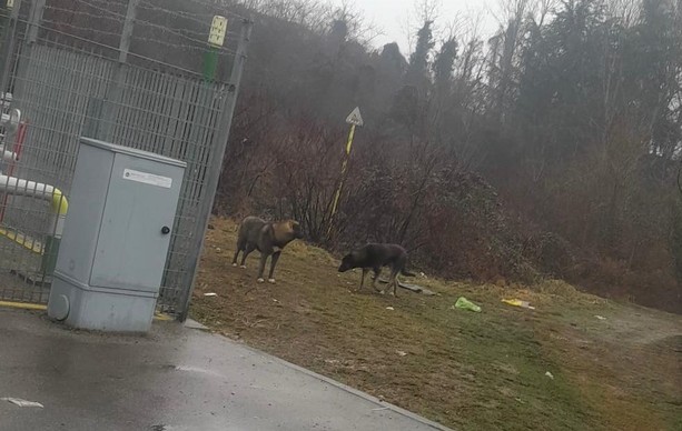 Animali randagi fuori controllo: Torino nord punta sulle sterilizzazioni e la 'semilibertà'
