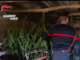 Coltivava marijuana in un magazzino in casa e nel giardino: sequestrate 37 piante e arrestato un 41enne di Comabbio
