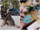 Il pastore tedesco Golia scopre supermarket della droga a Cuneo: sequestrati 1,5 chili di stupefacenti