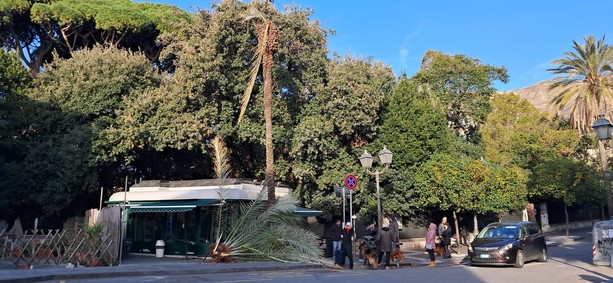 Palma caduta a Nervi, sindaca Salis: “Pronta task force per mettere in sicurezza alberature e spazi verdi"