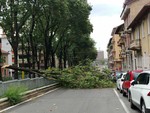 Maltempo, il vento forte sferza Torino: cade un albero in corso Gabetti [FOTO]