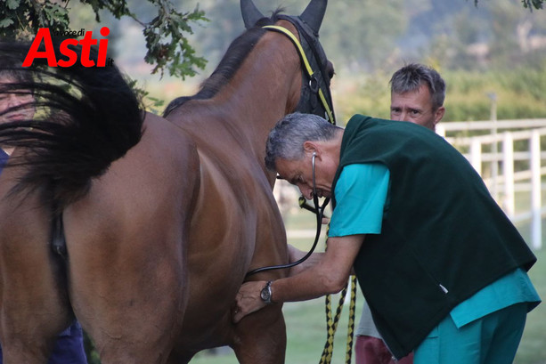 Palio di Asti: da domani al via le visite veterinarie