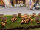 Oggi l'arrivo a Boves della Carovana della Pace, mentre Ceva e Carrù celebrano l'autunno con uva e funghi