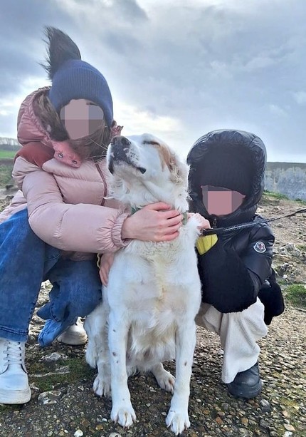 Uccisero cane a colpi di fucile a Castellinaldo d’Alba: individuato il responsabile
