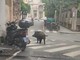 Savona, cinghiale semina il caos in città: due donne ferite, caricato anche un vigile