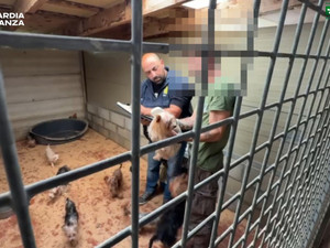 Scoperto un allevamento abusivo di cani a Brusimpiano, due donne denunciate: quaranta cuccioli salvati