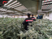 Maxi operazione antidroga "Oro verde" nel Cuneese e nel Torinese: otto arresti e sequestri per mezzo milione