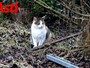 Colonie feline, i volontari contro Giacomini: "Atteggiamento antidemocratico, mancano competenze di base"
