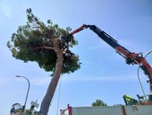 Via Padre Semeria, la Soprintendenza frena il progetto sui pini: preavviso di diniego ai nuovi interventi