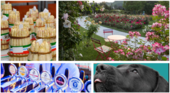 A SPASSO NEL WEEKEND. Fiera dell'Asparago, Varese Beer Festival, Musi di Varese, Festa delle Rose, un grande concerto gospel al Lyceum e non solo: boom di caldo ed eventi A SPASSO NEL WEEKEND. Fiera dell'Asparago, Varese Beer Festival, Musi di Varese, Festa delle Rose, un grande concerto gospel al Lyceum e non solo: boom di caldo ed eventi