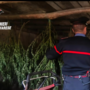 Coltivava marijuana in un magazzino in casa e nel giardino: sequestrate 37 piante e arrestato un 41enne di Comabbio Coltivava marijuana in un magazzino in casa e nel giardino: sequestrate 37 piante e arrestato un 41enne di Comabbio