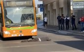 VIDEO. Varese, incredibile in via Morosini: uomo si sdraia davanti al bus in pieno centro VIDEO. Varese, incredibile in via Morosini: uomo si sdraia davanti al bus in pieno centro