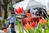 Domenica delle Palme tra fiori, mercatini ed eventi per famiglie in tutta la provincia di Cuneo