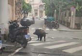 Savona, cinghiale semina il caos in città: due donne ferite, caricato anche un vigile