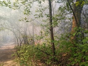 Vento e incendi nel Varesotto, in fiamme i boschi di Vergiate Vento e incendi nel Varesotto, in fiamme i boschi di Vergiate