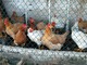 A Chivasso focolaio di aviaria in un allegamento di polli