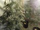Duello in Comune sulla coltivazione di marijuana al Palaghiaccio